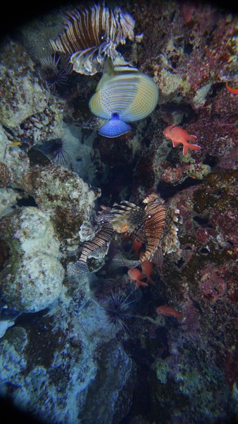 Это был мой первый дайвинг, и, конечно, было волнение. Но как минимум благодаря Вадиму и моему
