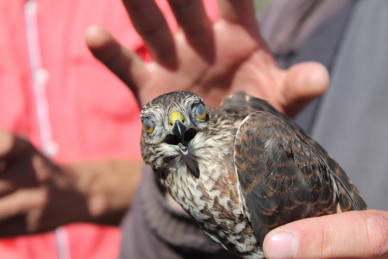 Куршская коса + Зеленоградск, Светлогорск и Янтарный