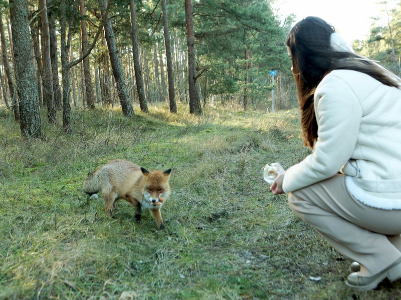 Фото 5 - Куршская коса из Зеленоградска для маленькой компании