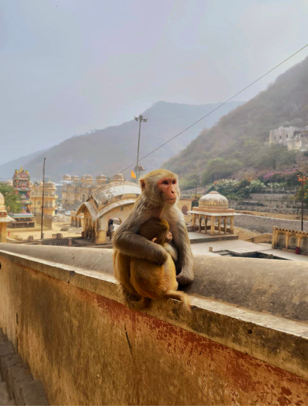 Фото отзыва 3: авторский тур "Путешествие по Золотому треугольнику Индии и пляжный отдых в Варкале"