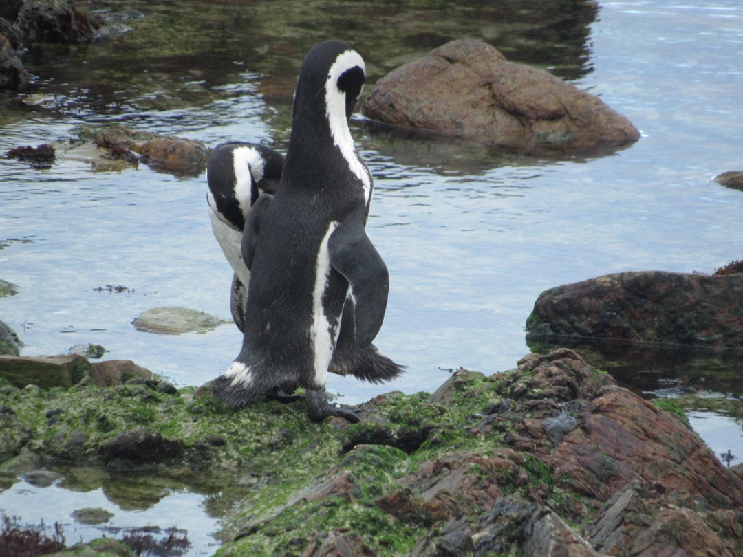 Были в ЮАР год назад, но до отзыва руки дошли только сейчас. Несмотря на то, что