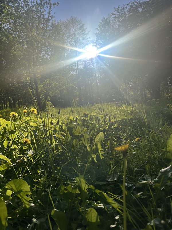 Куршская коса: лес, залив и дюны