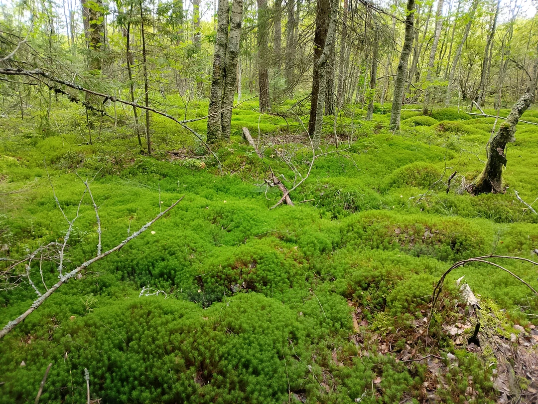 Место силы Карелии (Татьяна)