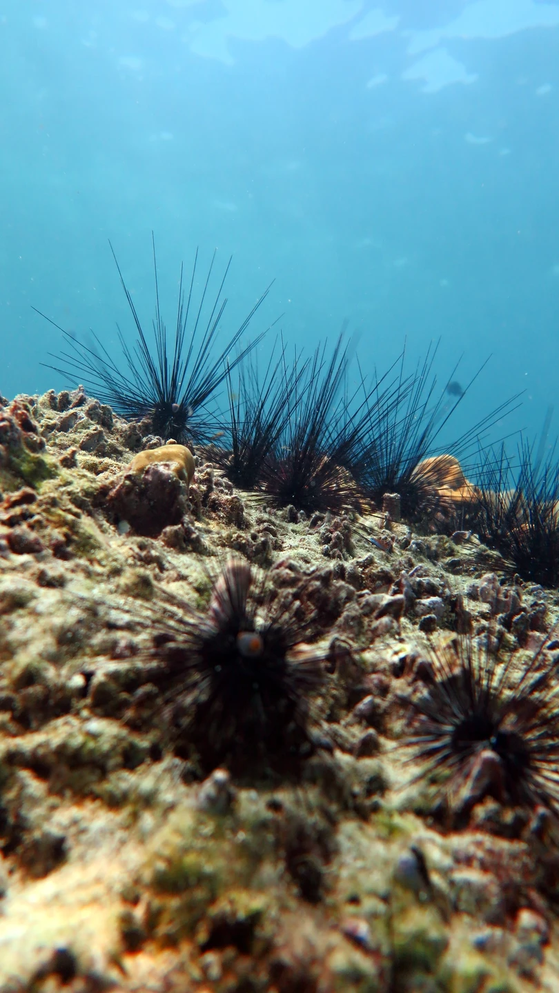 На погружении была в первый раз. Инструктор Денис, все понятно объяснил. Прошло все отлично! Рекомендую! Фото