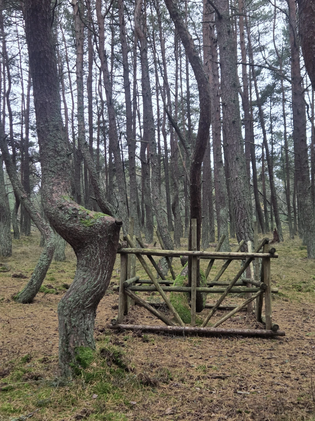 Утренняя Куршская коса, Зеленоградск и замок Нессельбек на автобусе (Валерий)