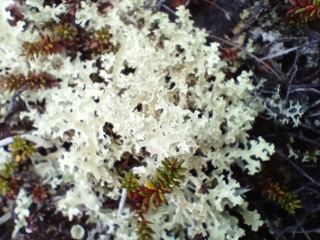 ЛУЧШИЙ ДЕНЬ! Если вам нравится природа севера, бездорожье, шикарные виды и проводник с неиссякаемыми знаниями и