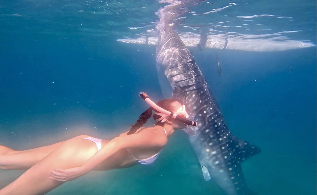 Однозначно рекомендую к посещению! Это был невероятный день, полный эмоций и приключений. Поплавали полноценно с акулами