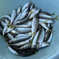 Фото отзыва 1: экскурсия "Адлер: морская рыбалка, обед из улова и купание в Чёрном море"