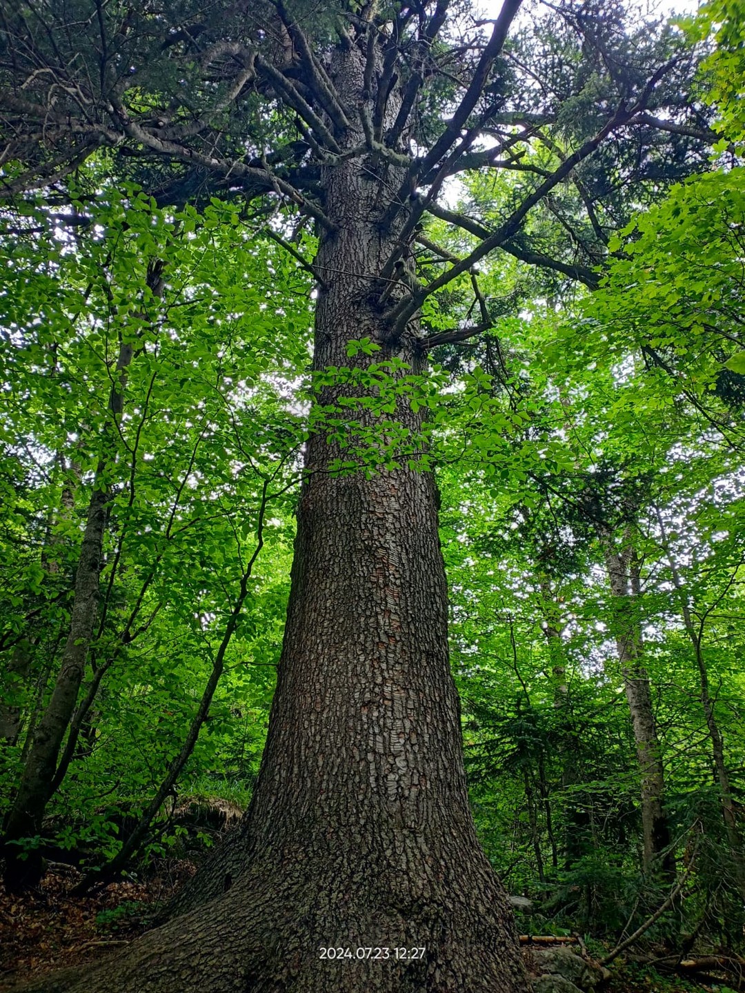 Экскурсия удалась. Максим интересный рассказчик, грамотно организовал последовательность передвижений и локаций (успели на канатку). Хоть путь