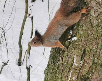 На санях по снежному лесу