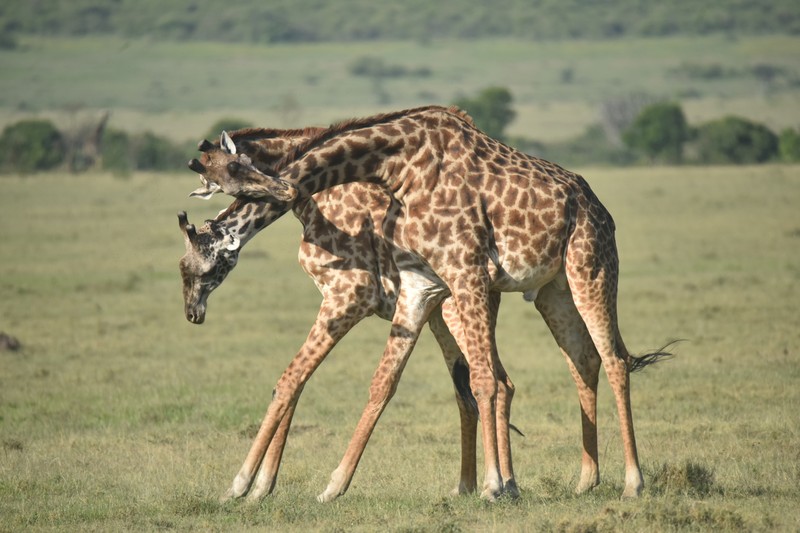 Сафари в национальном парке Руаха в Танзании - из Занзибара