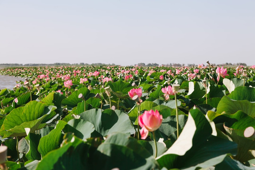 период цветения лотосов