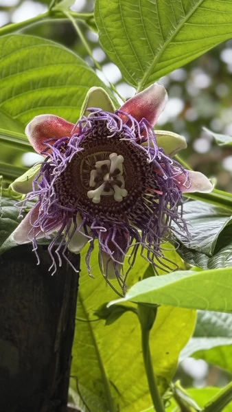 Потрясающее путешествие по экзотическим местам Бали! Ваян - самый лучший гид из всех, кого мы встретили