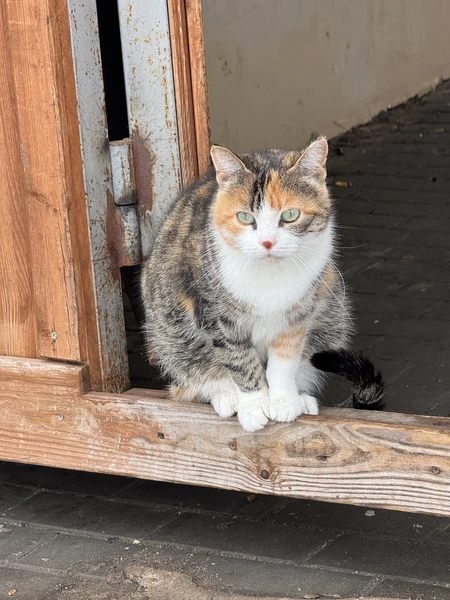 Отличная экскурсия по Коломне! Гид Роман очень понравился: пунктуальный, грамотный и с отличным чувством юмора. Маршрут