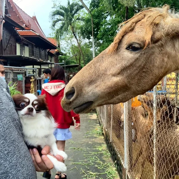 Из Бангкока - в Ампхаву, тайскую Венецию
