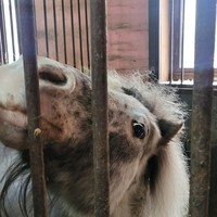 Фото отзыва 3: экскурсия "Тайны старинной усадьбы: Ворошиловская дача и конная прогулка"