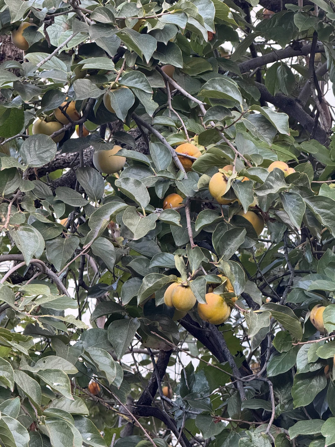 Вечная Грузия: Мцхета, Гори и Уплисцихе (в группе) (Светлана)