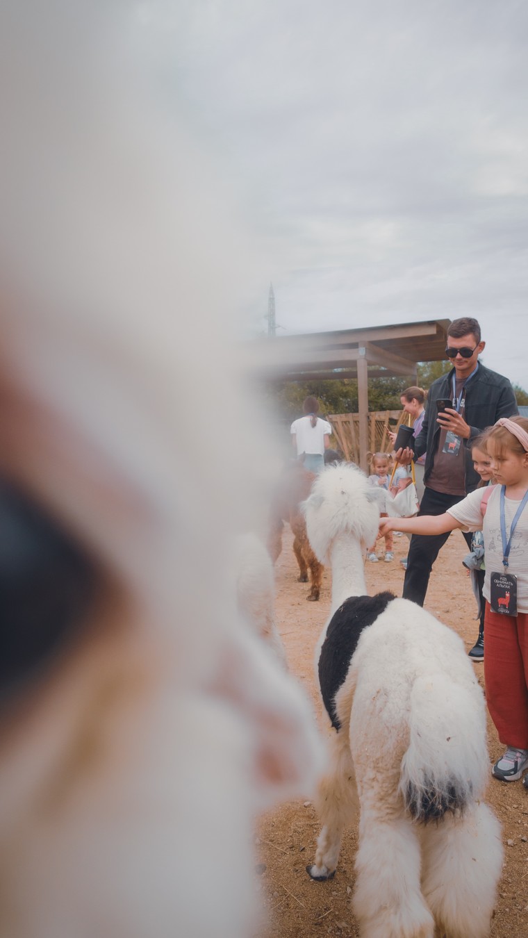 На ферму альпак — из Владивостока (3/16)