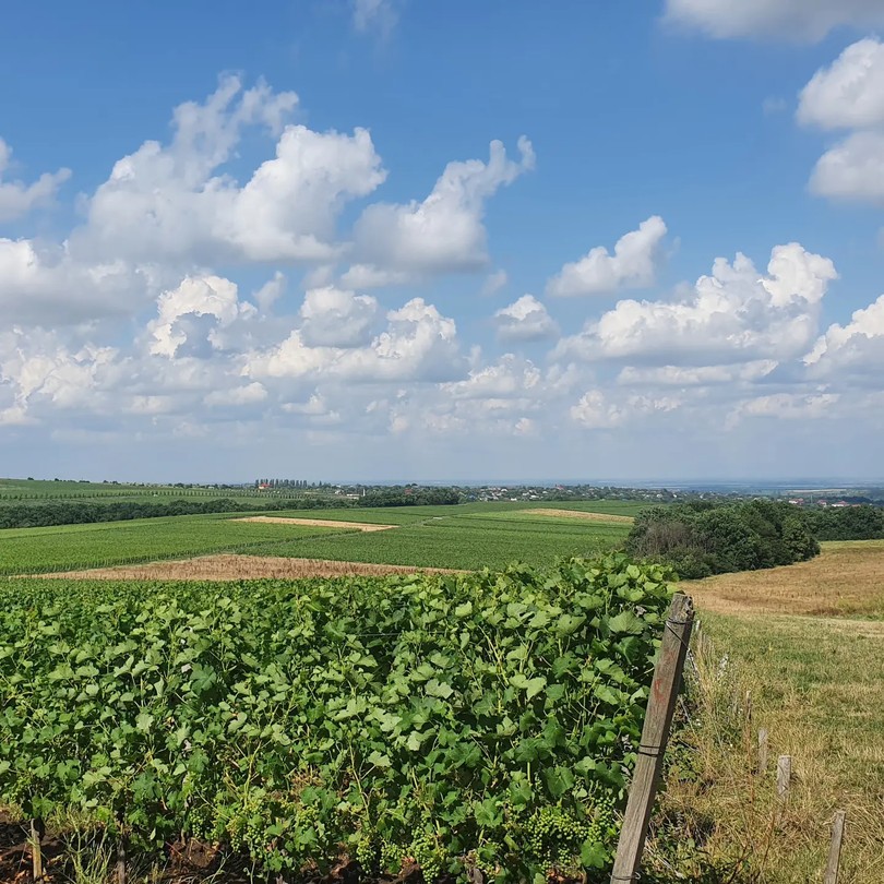 Прекрасная экскурсия на винодельню. Очень отзывчивый гид. Невероятная дегустация прекрасного вина. Вообщем то понравилось абсолютно все.