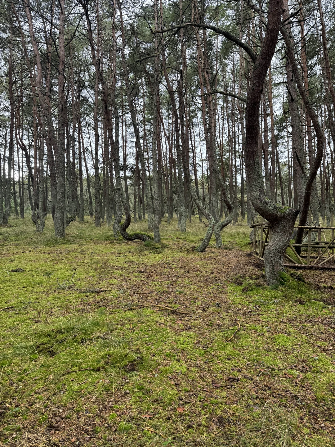Экскурсия понравилась. Вкусная дегустация вначале, интересный рассказ по дороге на Куршскую косу и обратно и конечно же сама Куршская коса