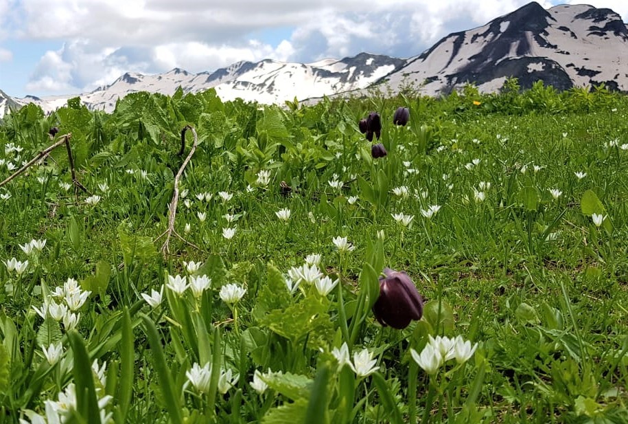 Индивидуальная поездка по заповедной высокогорной Абхазии из Сочи