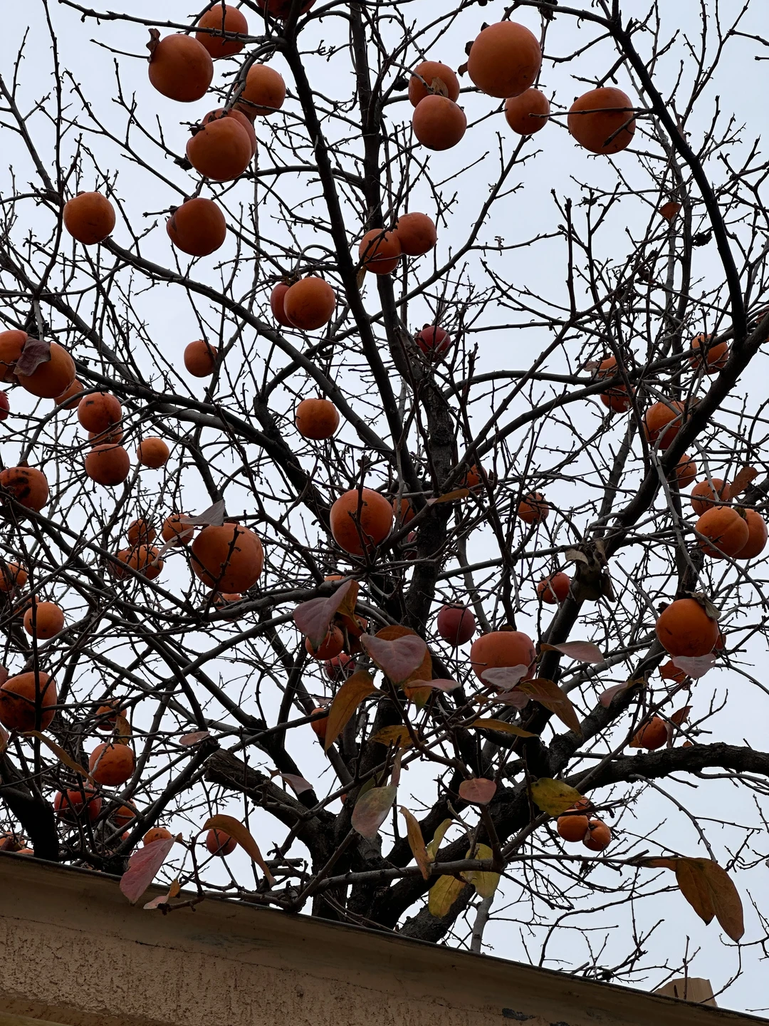 Очень довольны экскурсией! С удовольствием погрузились в историю Махачкалы и Дагестана. Хочется особенно отметить талант и юмор гида!