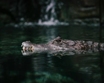 Трек к озеру Баусау (Крокодилье)