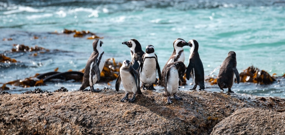 Увлекательный тур в ЮАР: прогулки по Кейптауну, развлечения на природе и погружение в культуру