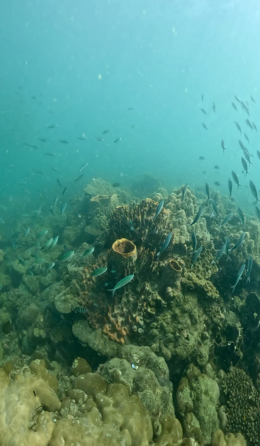 Это вау по всем показателям: и красота подводного мира, и преодоление своих страхов, и общение с очень увлечённым заряженным человеком!