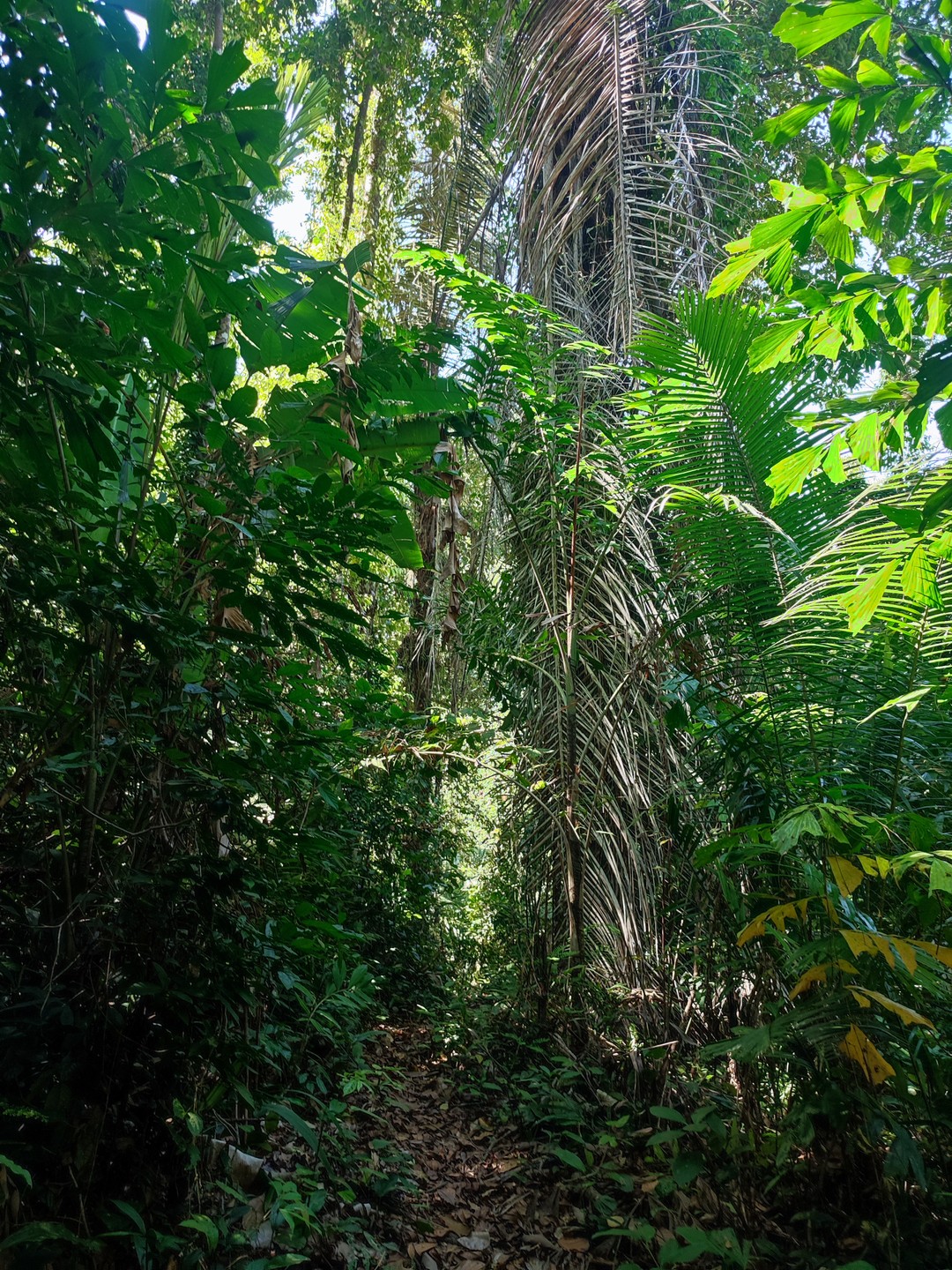 Мы предпочитаем активный отдых поэтому поехали на прогулку по джунглям. Увидели лианы, термитники, как растет имбирь