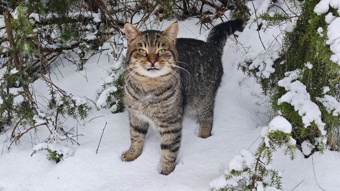 Отлично провели день. Савва рассказал много интересных историй о жизни обитателей косы. По дороге встретили лису и кабан перебежал нам дорогу!