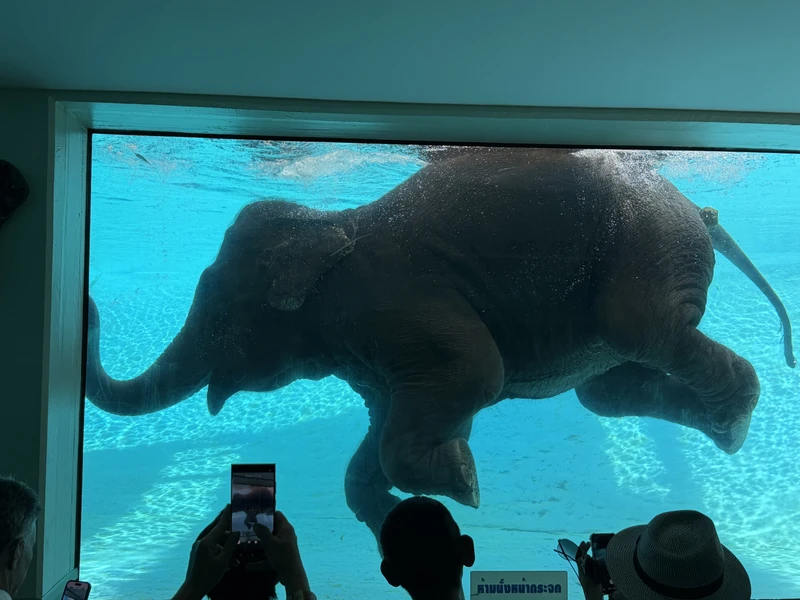 гид Виктор - просто пушка! знает языки всех животных 😂 поболтали со всеми животными и покормили. От плавающего слона - в полном шоке до сих пор)