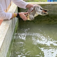 Фото отзыва 1: экскурсия "Визитные карточки Шри-Ланки: Форт Галле, речное сафари и черепахи"