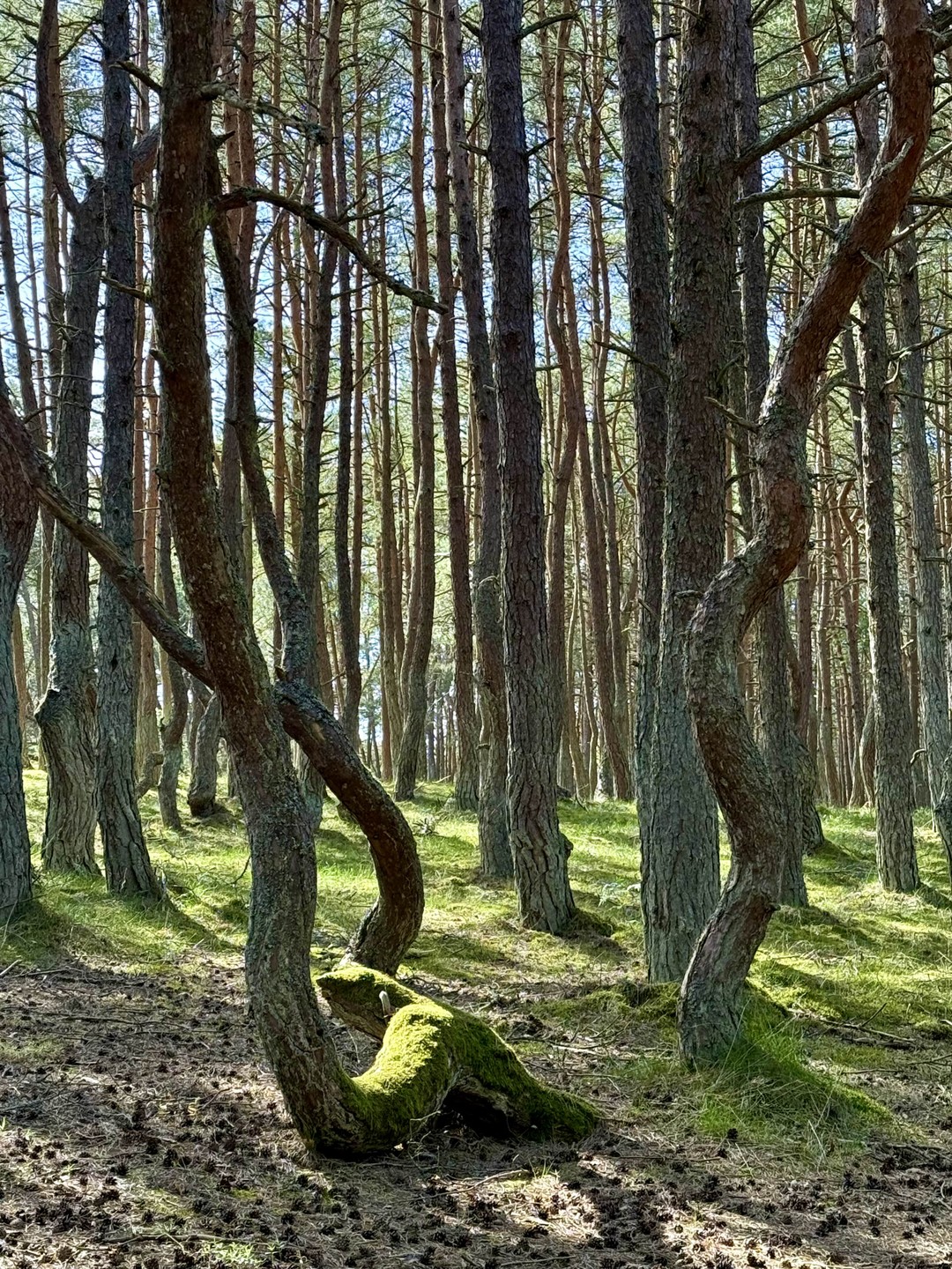 Куршская коса, Форт № 3 и Зеленоградск: в погоне за пейзажами (Юлия)