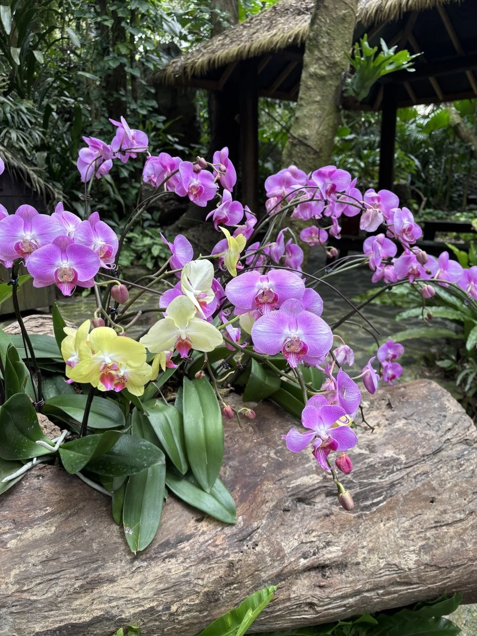 Прекрасная экскурсия. Договорились выехать чуть раньше, в результате приехали рано и народу было мало. Спокойно гуляли