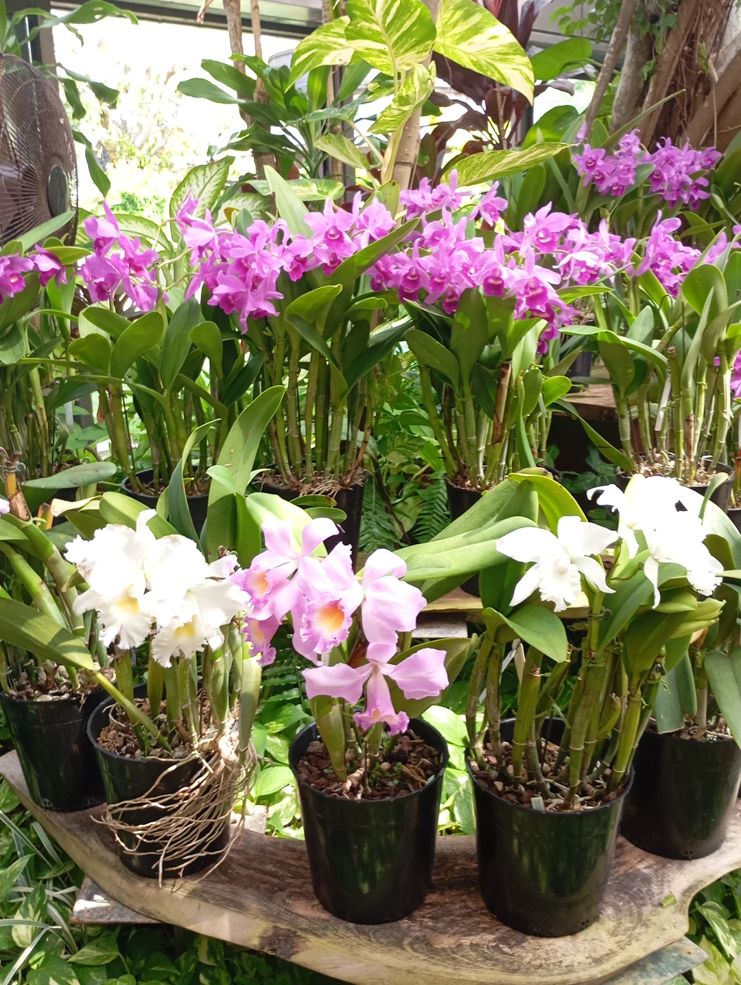 Благодаря нашему гиду Анастасии экскурсия получилась замечательной. Дорога до океанариума заняла 2 часа. Но время пролетело