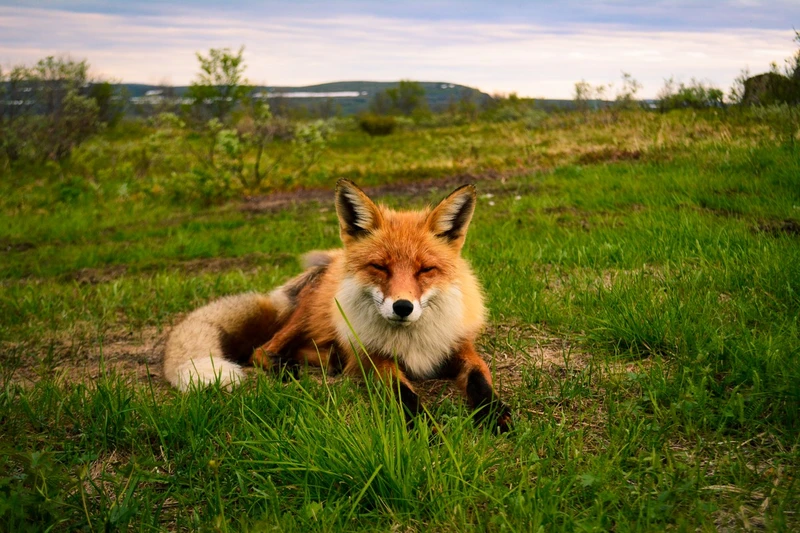 Экстремальная экспедиция на вездеходах: 1000 км вдоль Баренцева и Белого морей (всё включено)
