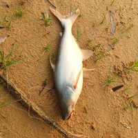 Фото отзыва 4: экскурсия "Озёрная рыбалка на Фукуоке — утром или вечером"