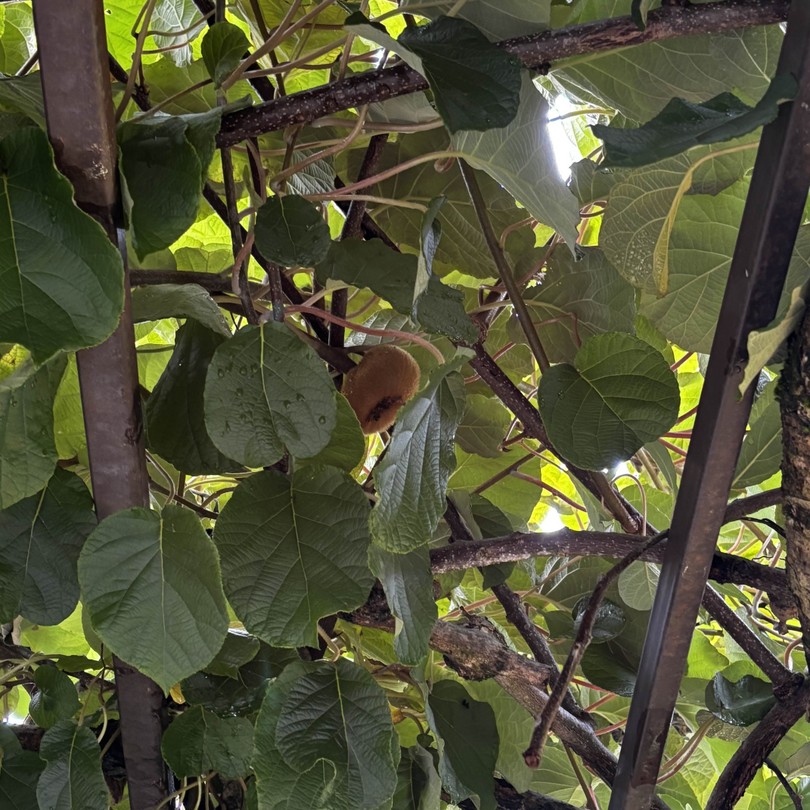 3 курорта Красной Поляны и Олимпийский парк с канатной дорогой на выбор (Вагапова)