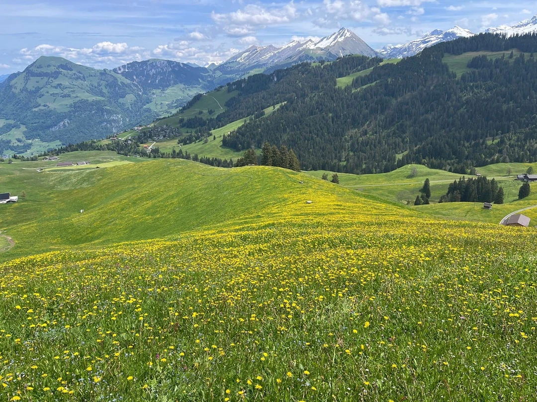 Альпийский луг в&nbsp;Швейцарии