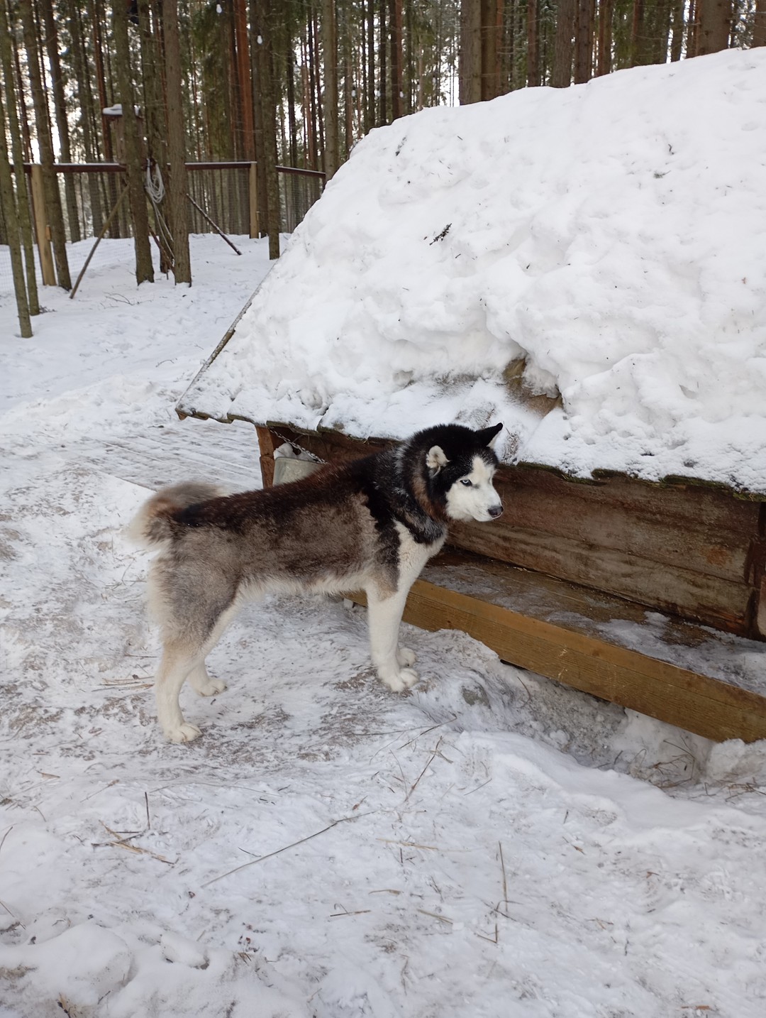 Путешествие к хаски и северным оленям - из Петрозаводска (Анастасия)