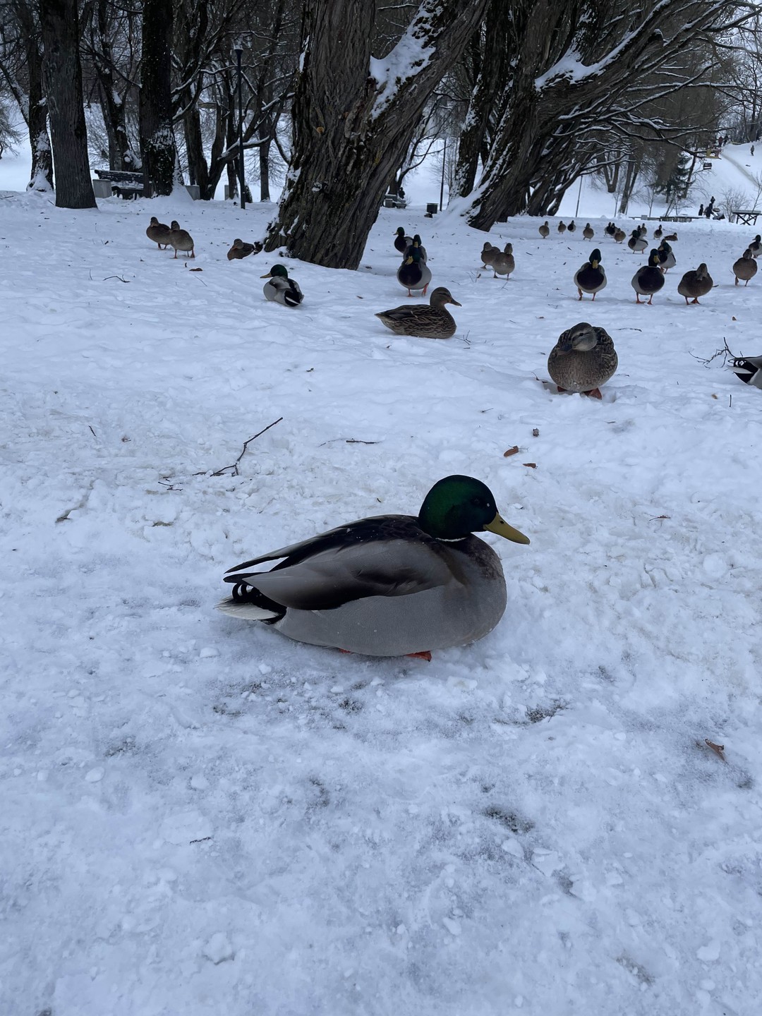 Псков и его окрестности - с интересом и любовью (Юлия)