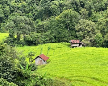 Мае Салонг - чайные плантации и китайская культура