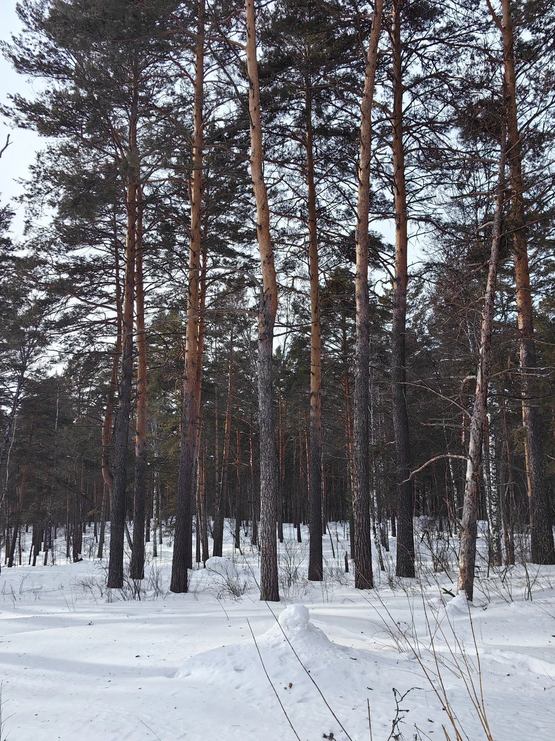 Организация прекрасна. Ольга прекрасный разказчик. Маршрут удобный, пешая часть не сложная. Отличным дополнением был обед в