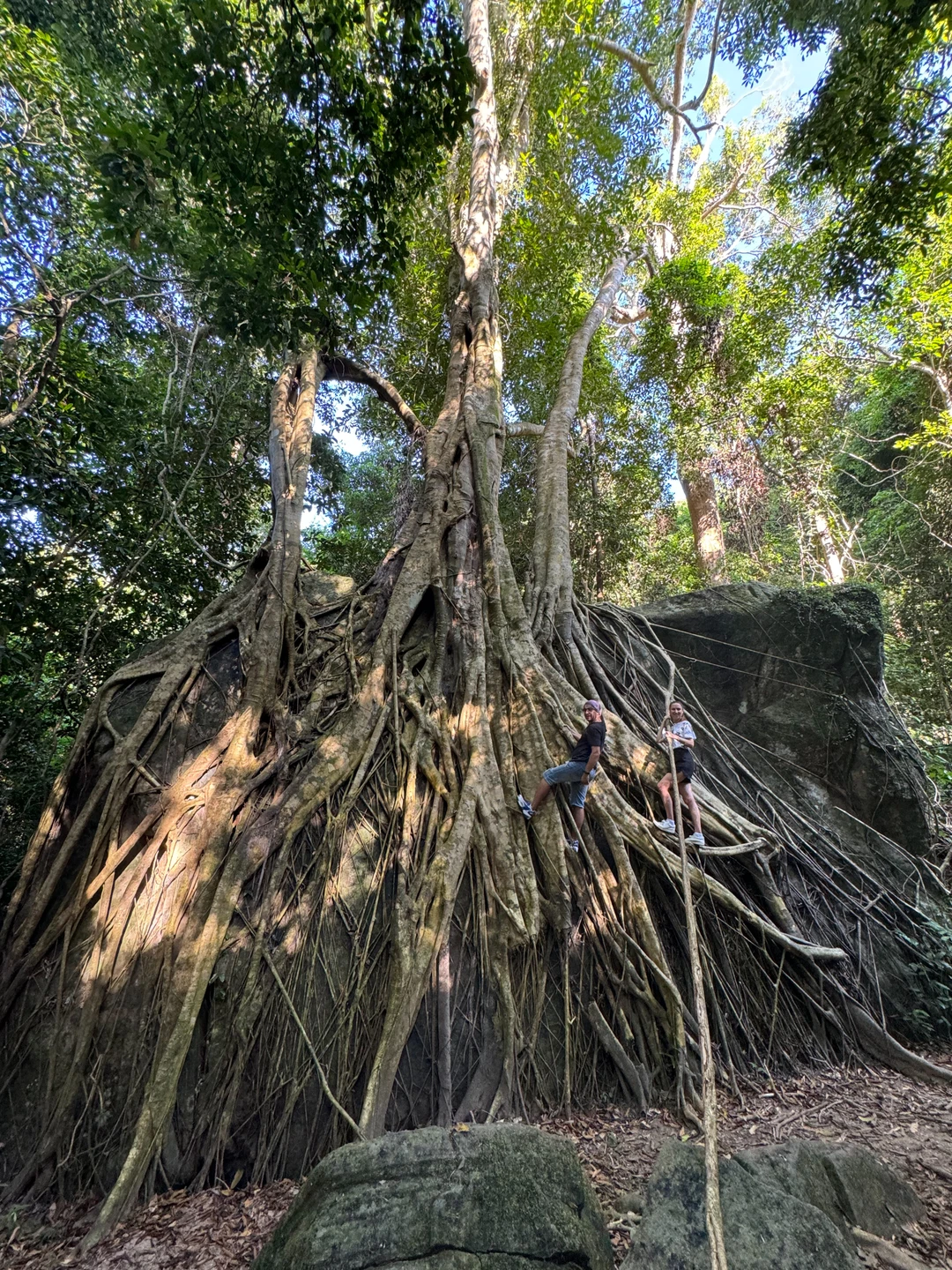Восхождение нам очень понравилось! По дороге открывает жизнь настоящих джунглей, лианы опутывают паутиной валуны. Подъем оказался