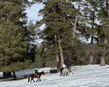 Конная прогулка и ферма альпак