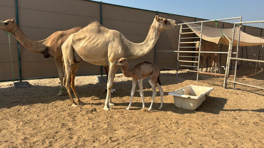 Впервые в жизни встречаю такого гида и такой уровень сервиса! Вы ни на минуту не пожалеете если обратитесь к Зульфие!