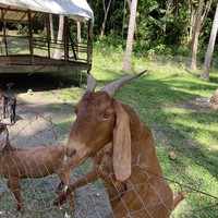 Фото отзыва 1: экскурсия "Ферма жемчуга + Кокосовый остров + остров Ранг Яй"