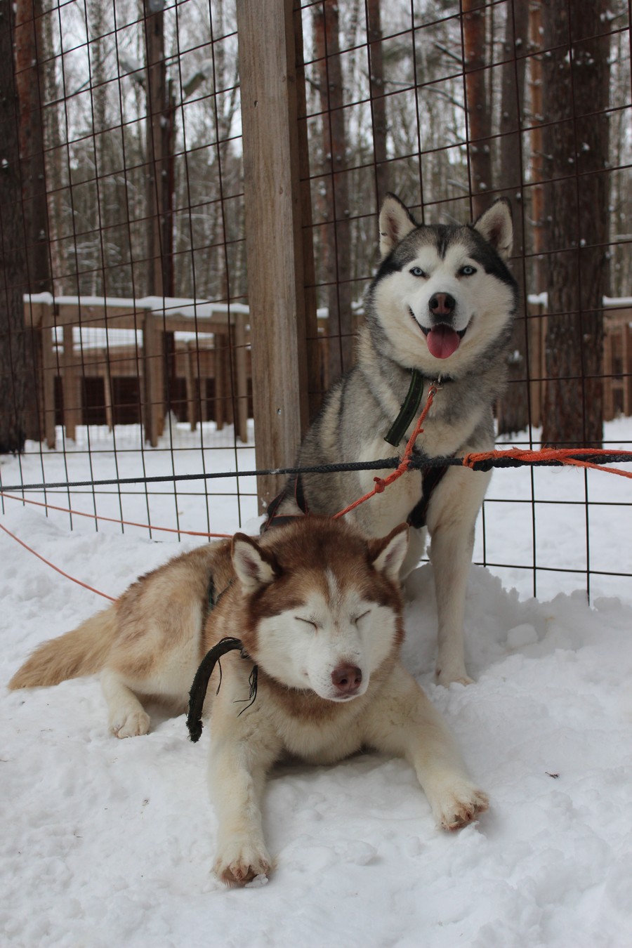 В гости к хаски и северным оленям из Москвы (без трансфера) (9/21)