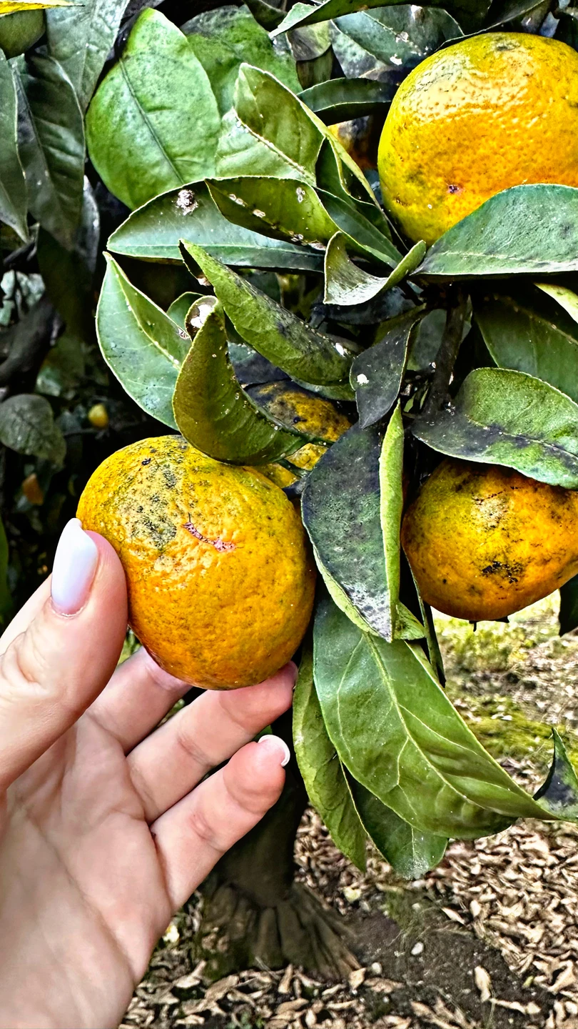 Рекомендую всем посетить экскурсию с Амиром